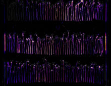 A bioluminescent assay helped researchers visually quantify the colonization ability of P. simiae mutant strains identified by the RB-TnSeq screen. (Benjamin Cole)