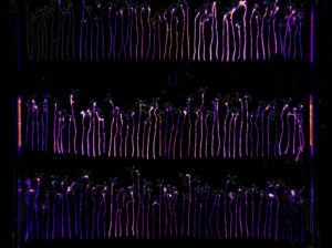 A bioluminescent assay helped researchers visually quantify the colonization ability of P. simiae mutant strains identified by the RB-TnSeq screen. (Benjamin Cole)