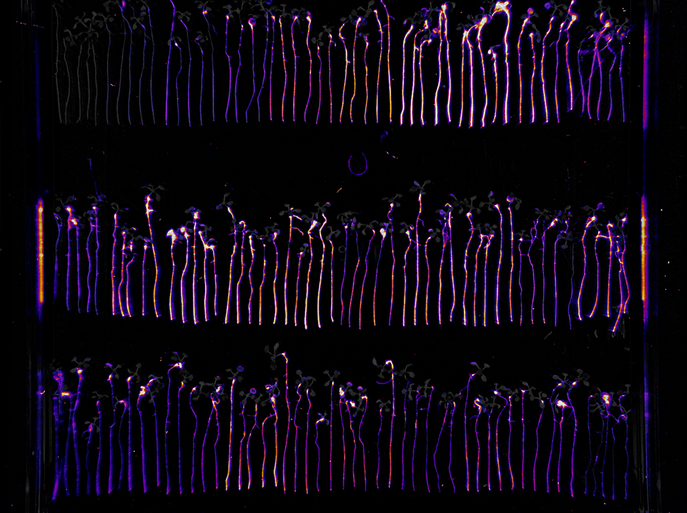 A bioluminescent assay helped researchers visually quantify the colonization ability of P. simiae mutant strains identified by the RB-TnSeq screen. (Benjamin Cole)