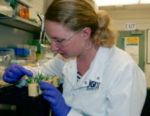 Estelle Schaefer is a postdoc in John Vogel's Plant Functional Genomics group