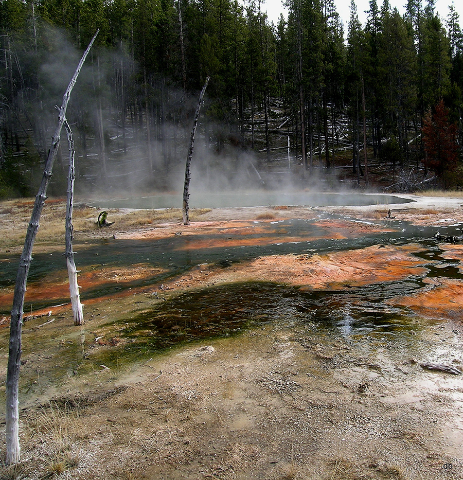 Yellowstone National Park, Octopus hot spring biofilms (Courtesy of Devaki Bhaya)