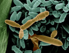 Nectar yeast, Metschnikowia gruessii. (Manpreet Dhami, Tadashi Fukami, and Lydia-Marie Joubert)