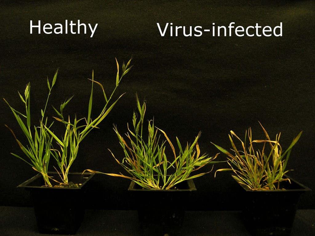 Virus-infected Brachypodium (Courtesy of Kranthi Mandadi)