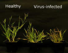 Virus-infected Brachypodium (Courtesy of Kranthi Mandadi)