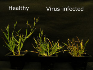 Virus-infected Brachypodium (Courtesy of Kranthi Mandadi)