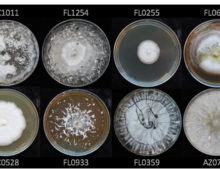 Morphological diversity of Xylariaceous endophytes. (J.M. U'Ren)