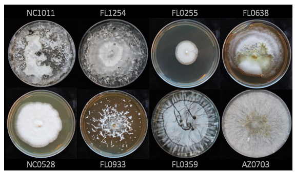 Morphological diversity of Xylariaceous endophytes. (J.M. U'Ren)