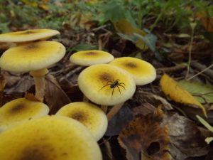 The insect atop the mushroom cap seems large, but the rest of the fungus is growing underground. (Virag Tomity)