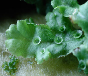 A Marchantia polymorpha thallus in the vegetative form. Cup-shaped structures on the surface are gemma cups (cupules), reproductive organs producing asexual propagules (gemmae). (Photograph by Shohei Yamaoka, Kyoto University)