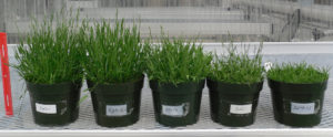 A single reference genome is not enough to harness the full genetic variation of a species so pan-genomes of crops would be extremely useful. The phenotypic diversity of Brachypodium plants is shown here. (John Vogel)