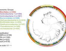 Phylogenetic tree of 3,837 high quality and non-redundant bacterial genomes. Outer ring denotes the taxonomic group, central ring denotes the isolation source, and inner ring denotes the root-associated genomes within plant-associated genomes. Taxon names are color-coded based on phylum: green – Proteobacteria, red – Firmicutes, blue – Bacteroidetes, purple - Actinobacteria. (Asaf Levy)