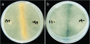 Sexual reproduction in Rhizopus microspores: (a) Successful mating between fungi harboring bacteria; (b) Lack of sex between mates cured of endobacteria. (Stephen Mondo)