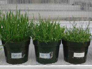 Brachypodium phenotypic diversity Vogel