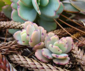 In Nature Communications, researchers sequenced and analyzed the genome of Kalanchoe fedtschenkoi (lavender scallops) to better understand how this plant transitioned from C3 to CAM photosynthesis. (Forest and Kim Starr, Flickr CC BY 2.0)