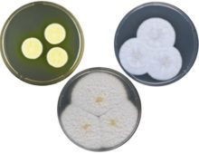 Colonies of Aspergillus: A. campestris; A. ochraceoroseus; and, A.steynii. These 3 species were among those whose genomes were sequenced in the study. (Kirstine Ellen Lyhne, DTU)