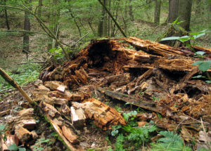 A rare occurrence of Serpula lacrymans var lacrymans in the wild. Here decomposing wood in a forest in Czech Republic. (Håvard Kauserud)