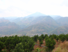 Mandarin (Citrus reticulata) orchards near Ailaoshan, Yunnan Province, China. (Fred Gmitter)