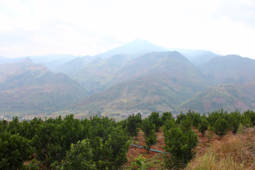 Mandarin (Citrus reticulata) orchards near Ailaoshan, Yunnan Province, China. (Fred Gmitter)