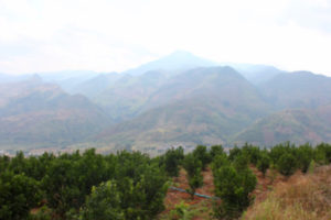 Mandarin (Citrus reticulata) orchards near Ailaoshan, Yunnan Province, China. (Fred Gmitter)