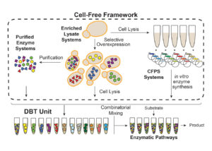 The cell-free systems approach outlined in the proposal starts by lysing pre-optimized cells from selected strains, and then working with the lysates from these strains to express genes and pathways of interest in cell-free platforms (CFPS) which can be mixed in cocktails of varying ratios for easily and rapidly characterizing novel and improved pathways, speeding up the “build” and “test” portion of the design-build-test (DBT) cycle. (Diagram: Mike Jewett)