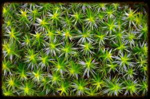 Sphagnum fallax is one of two high quality reference genomes for peat-forming species being sequenced through the JGI’s Community Science Program. (Karl-Ludwig Poggemann on Flickr, CC BY 2.0)