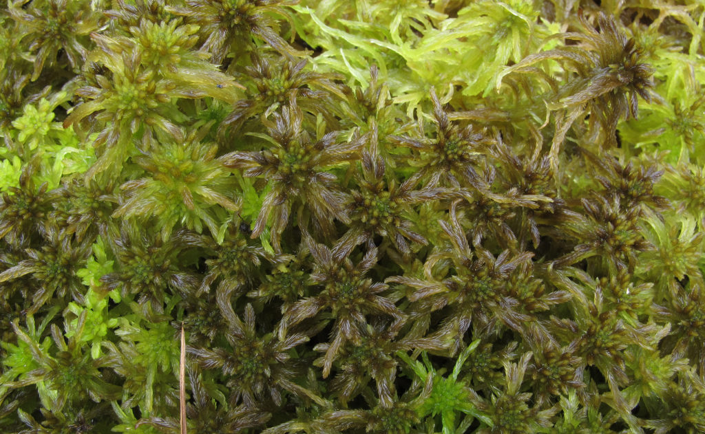 Sphagnum fallax (Image courtesy of Jonathan Shaw, Duke University)