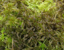 Sphagnum fallax (Image courtesy of Jonathan Shaw, Duke University)