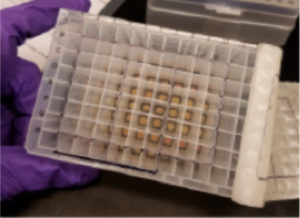 A high-throughput screen in crude lysates identified chemiluminescent protein biosensors for measuring a key bacterial signal involved in cellulose production and biofilm formation. (Image courtesy of Hammond Lab, UC Berkeley)