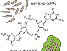 The molecule cyclic di-GMP plays a key role in controlling cellulose production and biofilm formation. To better understand cyclic di-GMP signaling pathways, the team developed the first chemiluminescent biosensor system for cyclic di-GMP and showed that it could be used to assay cyclic di-GMP in bacterial lysates. (Image courtesy of Hammond Lab, UC Berkeley)