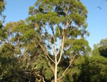 Corymbia citriodora subspecies citriodora is a native of north Queensland in Australia but is grown throughout the subtropics for essential oil production. (Photo by Mervyn Shepherd)