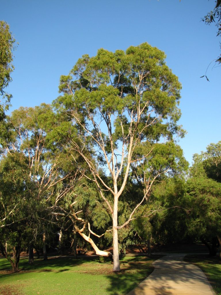 Corymbia citriodora subspecies citriodora is a native of north Queensland in Australia but is grown throughout the subtropics for essential oil production. (Photo by Mervyn Shepherd)