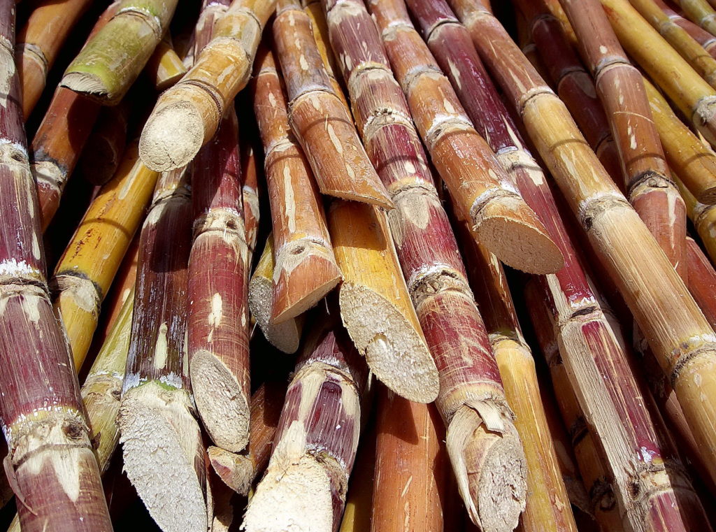 The reference sequence is useful for mapping the genes involved in sugar production and for identifying different variants on different chromosomes, information that can be used to assemble a more complex and more realistic polyploid sugarcane genome now underway. (Rufino Uribe, CC-SA 2.0)