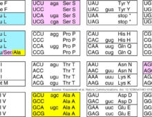 CUG is translated as Leu in the standard code, and as Ser or Ala in the modified codes. Codons are shown in uppercase. (From Krassowski et al. Evolutionary instability of CUG-Leu in the genetic code of budding yeasts. Nat Commun. doi: 10.1038/s41467-018-04374-7. CC BY 4.0)