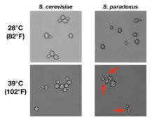 At high temperature, S. paradoxus cells die in the act of cell division, as seen by the dyads with cell bodies shriveled away from the outer cell wall. (Images by Carly Weiss, courtesy of the Brem Lab)