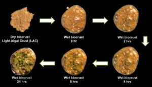 A light algal crust being reanimated with the addition of water, greening over the 24-hr time course. (Erik F. Y. Hom)