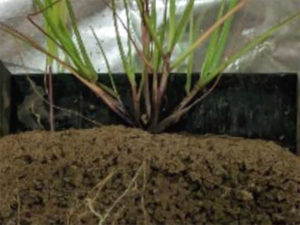 Cropped image of switchgrass microcosm showing established root network. (James Moran)