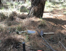 At a field site in Australia to study the relationship between mycorrhizal fungi and exotic pines, Sunny Liao of the University of Florida spotted an Amanita muscaria fruiting beside the team's soil core. (Sunny Liao)