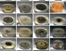 Morphological diversity of Sordariales growing in the lab. Pierre Gladieux's proposal explores functional diversity in Neurospora and its relatives. (Pierre Gladieux, INRA Montpellier)