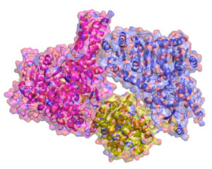 Atomic structure of Propionyl-CoA synthase and its three parts. (Courtesy of MPI)