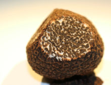 Truffe noire du Peěrigord (Tuber melanosporum). (Francis Martin)