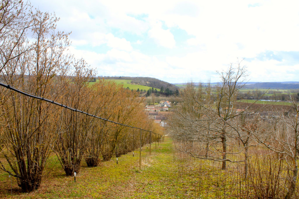 Truffle orchard in Lorraine, France. (Francis Martin)