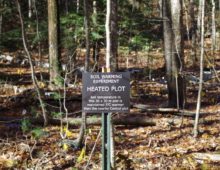 One of the heated plots at the Harvard Forest (Jeff Blanchard)