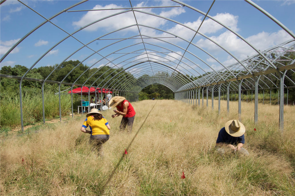 Field researchers studying drought responses in Panicum hallii at the UT Austin Brackenridge Field Lab. (David Gilbert)