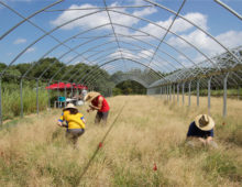 Field researchers studying drought responses in Panicum hallii at the UT Austin Brackenridge Field Lab. (David Gilbert)