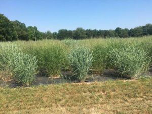 One of the switchgrass community gardens. (Courtesy of David Lowry, GLBRC)