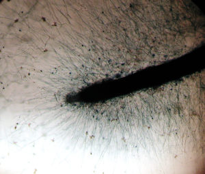 Mortierella elongate (PMI93) mycelium, or non-reproductive tissue, forms a biofilm around a corn root. (Khalid Hameed)