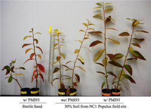Poplar cuttings inoculated with M. elongata strain PM193 (far right) grow larger in 30 percent forest soil / 70 percent sand than without PM193 (middle). On the left are controls grown in sterile sand. (Chih-Ming Hsu)