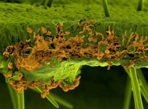 Scanning electron microscopy picture of a soybean leaf infected by the rust fungus Phakopsora pachyrhizi. The leaf and the fungus were artificially painted in green and in orange, respectively. The section shows invading infection hyphae of the fungus inside the leaf mesophyll, whereas the spores are visible below the leaf breaking through the lower epidermis (U. Steffens, Bayer Crop Science)