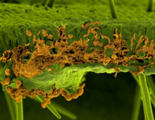 Scanning electron microscopy picture of a soybean leaf infected by the rust fungus Phakopsora pachyrhizi. The leaf and the fungus were artificially painted in green and in orange, respectively. The section shows invading infection hyphae of the fungus inside the leaf mesophyll, whereas the spores are visible below the leaf breaking through the lower epidermis (U. Steffens, Bayer Crop Science)