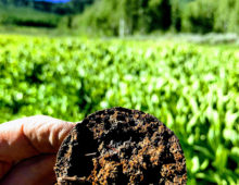 Soil core showing redoximorphic features sampled from watershed zone of high vegetation nitrogen uptake. (Courtesy of Eoin Brodie)